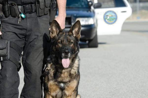 K-9