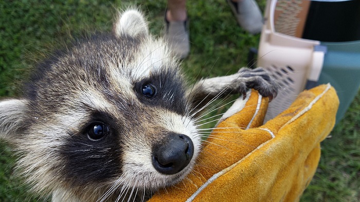 Image 4 of 7 in gallery section. Image title is animal-control-baby-raccoon.