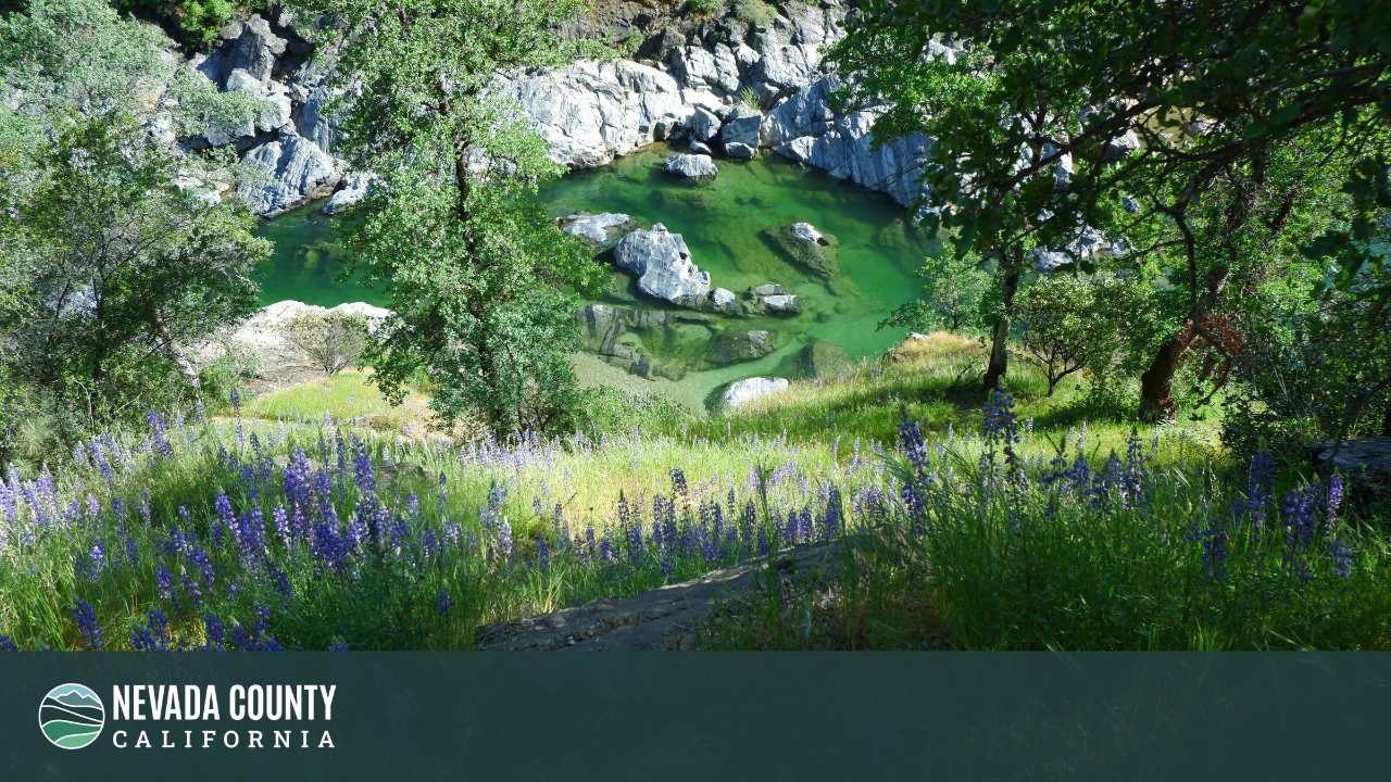 Image 9 of 10 in gallery section. Image title is Zoom Background- Yuba River Pool.