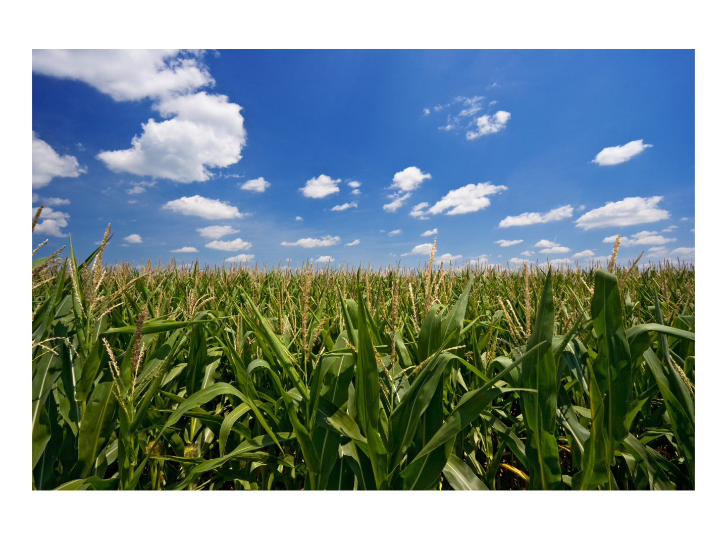 Recruitment Homebackground