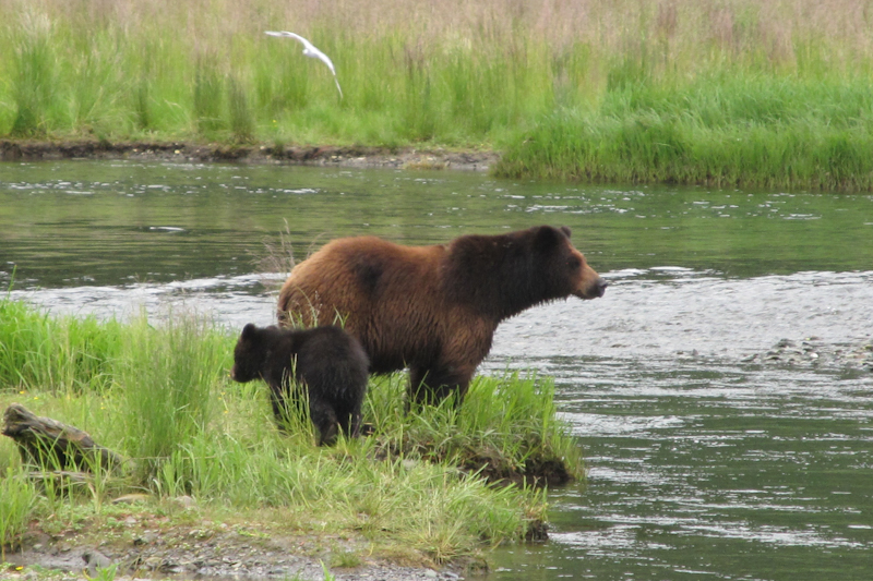 Image 1 of 34 in gallery section. Image title is Brown bear & cub_edited.