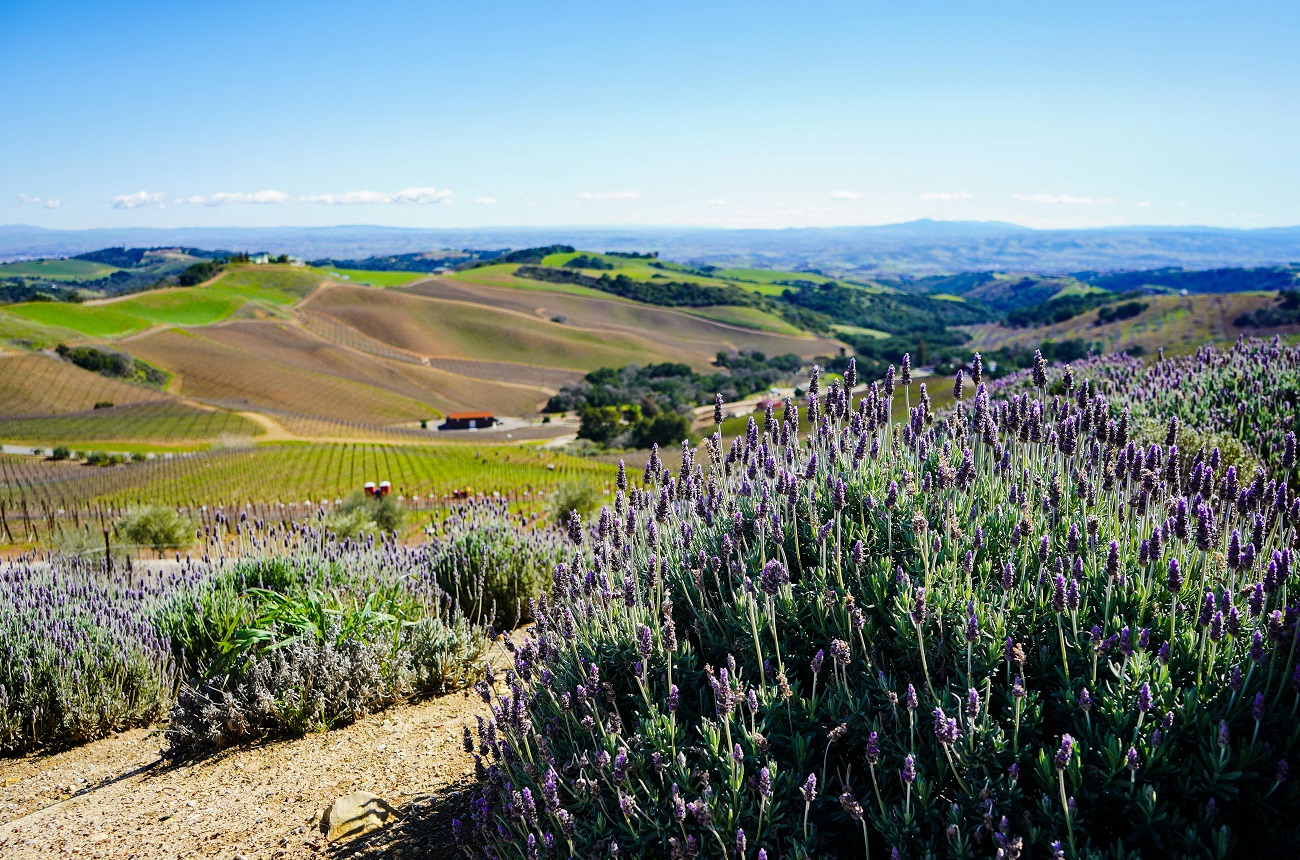 Image 3 of 7 in gallery section. Image title is pexels-photo-7126731.
