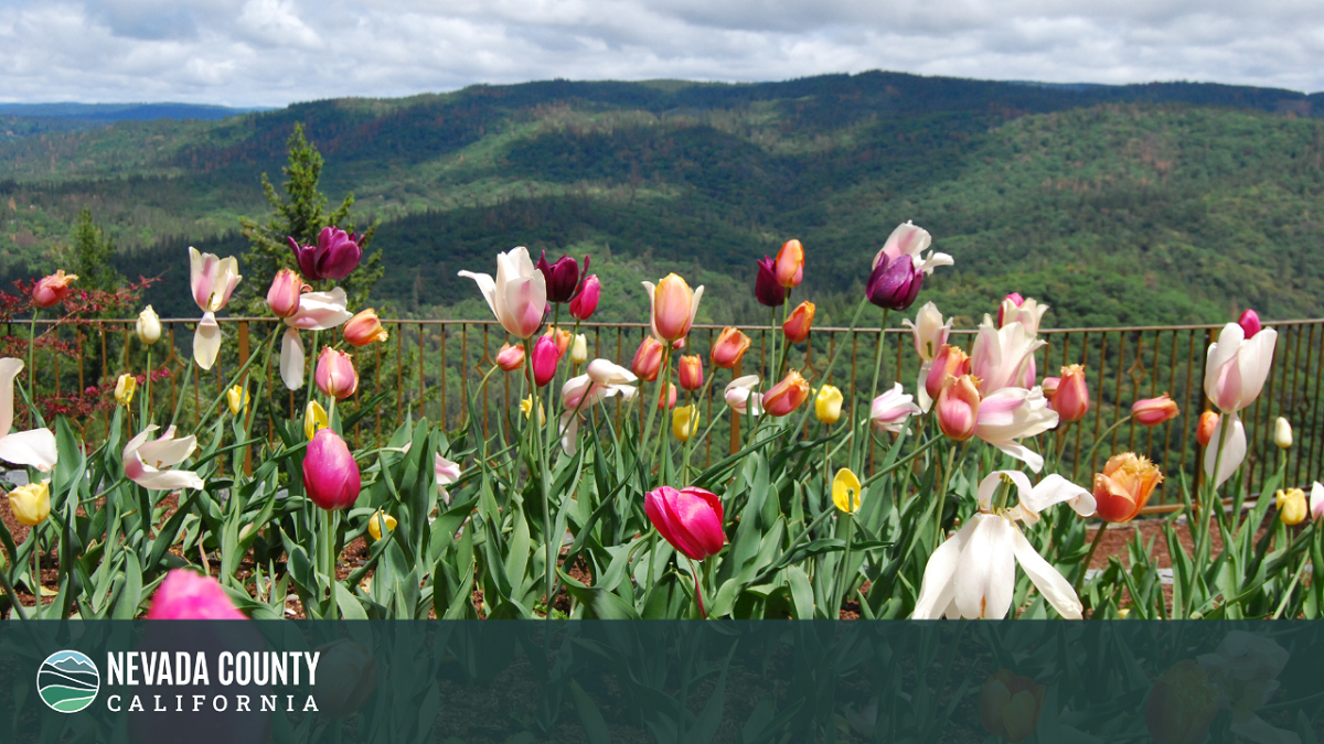 Image 2 of 10 in gallery section. Image title is Zoom Background- Ananda Tulips.