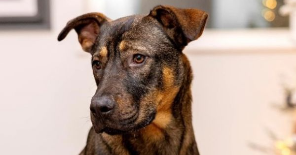 Kennel Technician