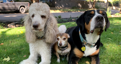 Puppy love: How volunteers bring opportunities to the Juvenile Detention Center