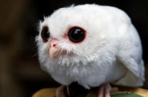 Peace River Wildlife Center