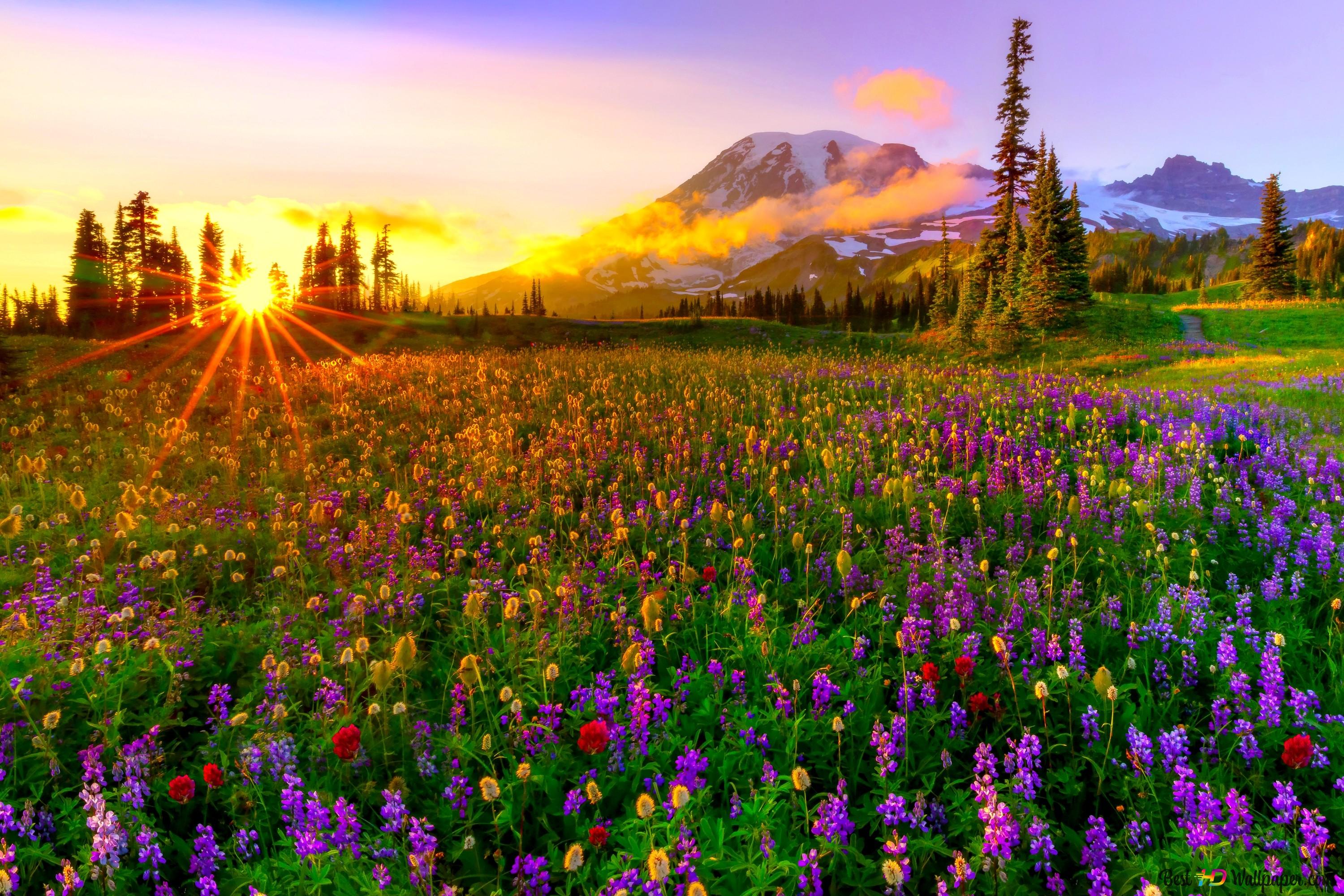 Image 7 of 7 in gallery section. Image title is the-arrival-of-spring-to-nature-wallpaper-3000x2000_42 - Copy.
