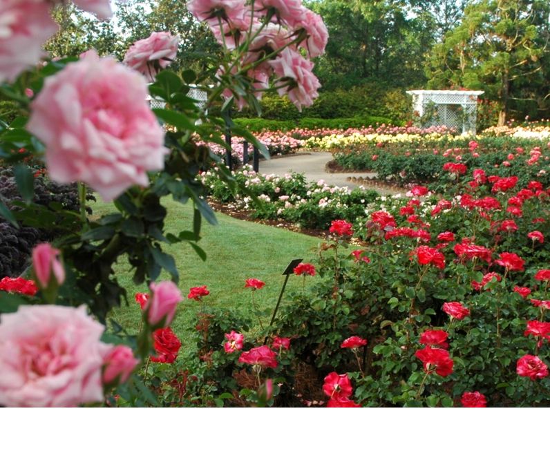 Image 4 of 11 in gallery section. Image title is Bellingrath1.
