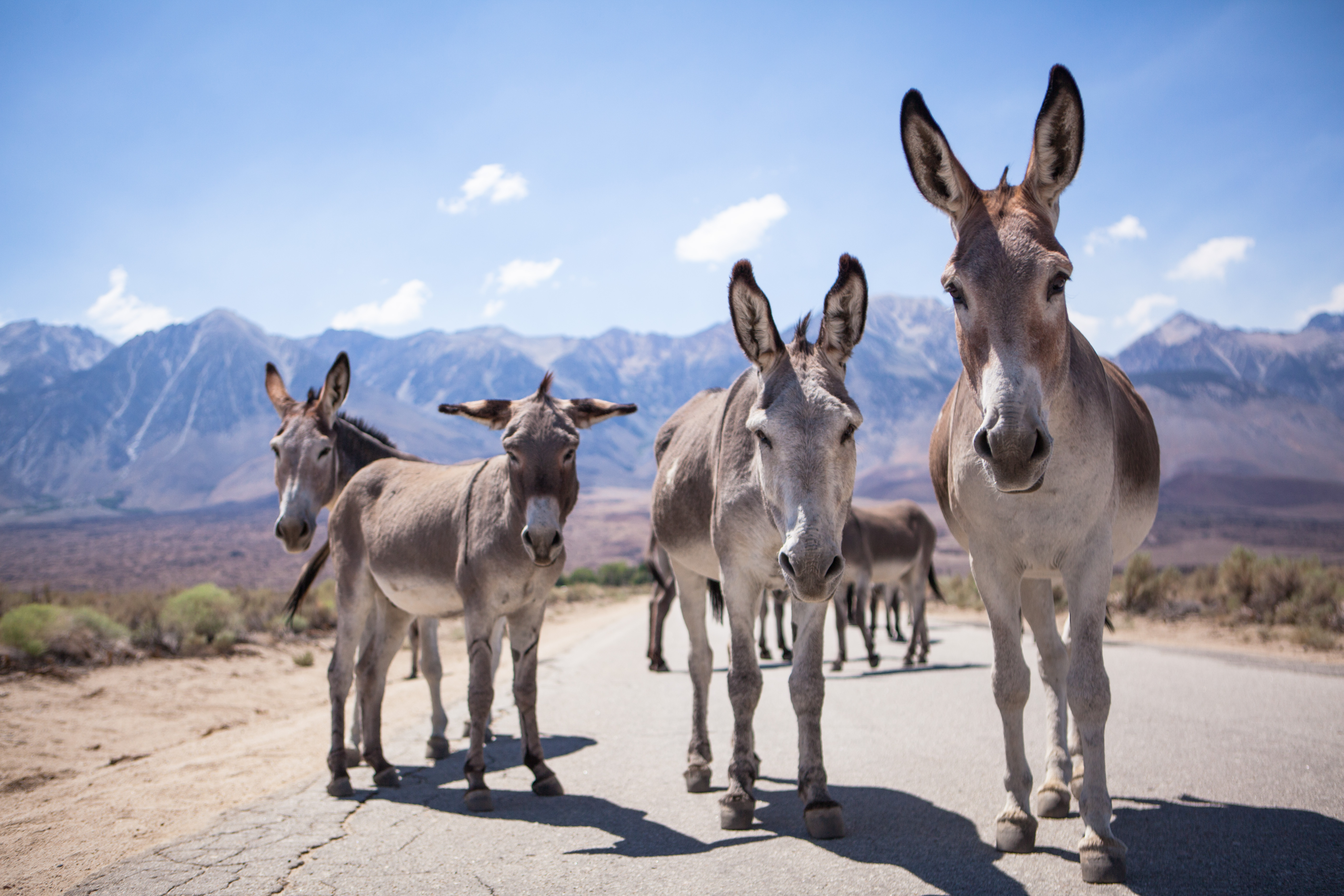 Image 9 of 9 in gallery section. Image title is Burros.