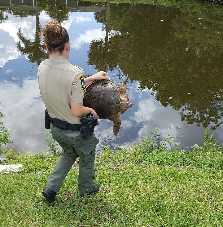 Image 3 of 7 in gallery section. Image title is animal-control-officer-warram-turtle.